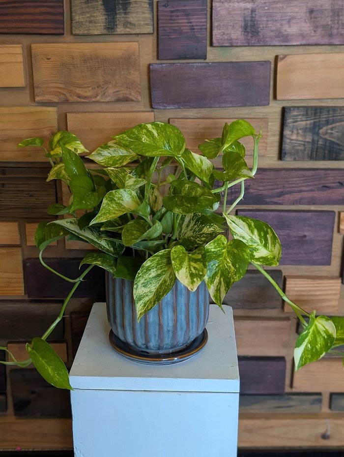 Variegated Pothos