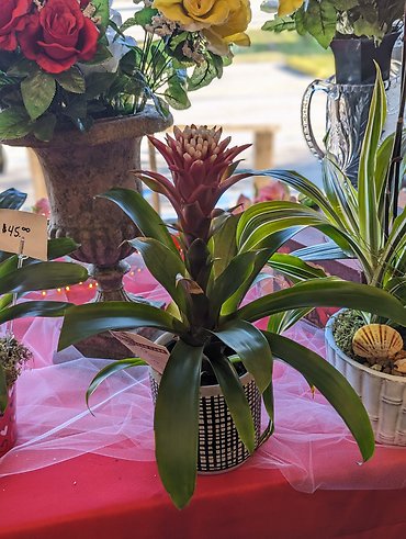 White-tipped Bromeliad