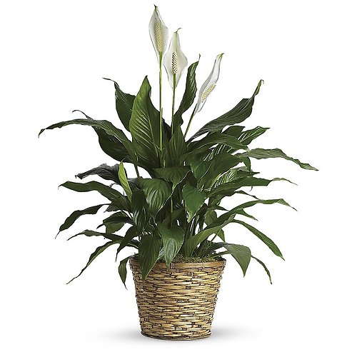 Spathiphyllum (Peace Lily)- Medium