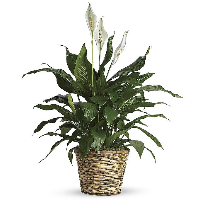 Spathiphyllum (Peace Lily)