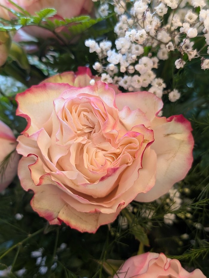 Country Candy Roses