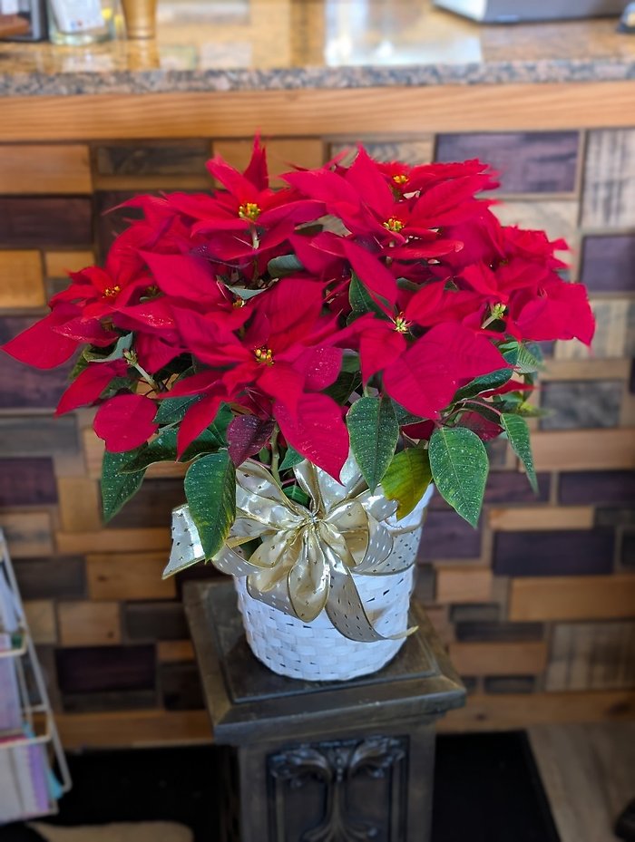 Red Poinsettia