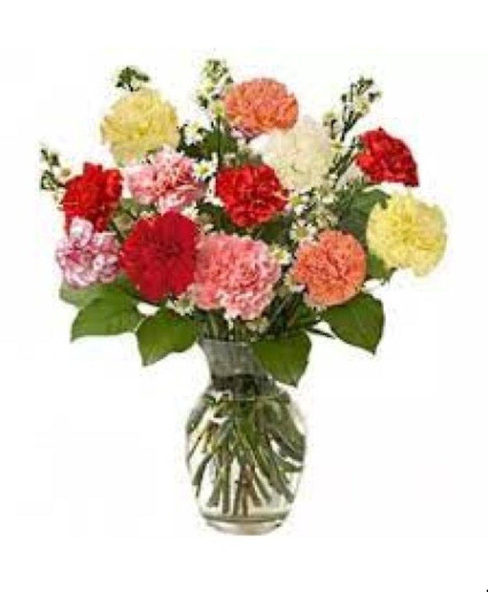Carnation Sensation
