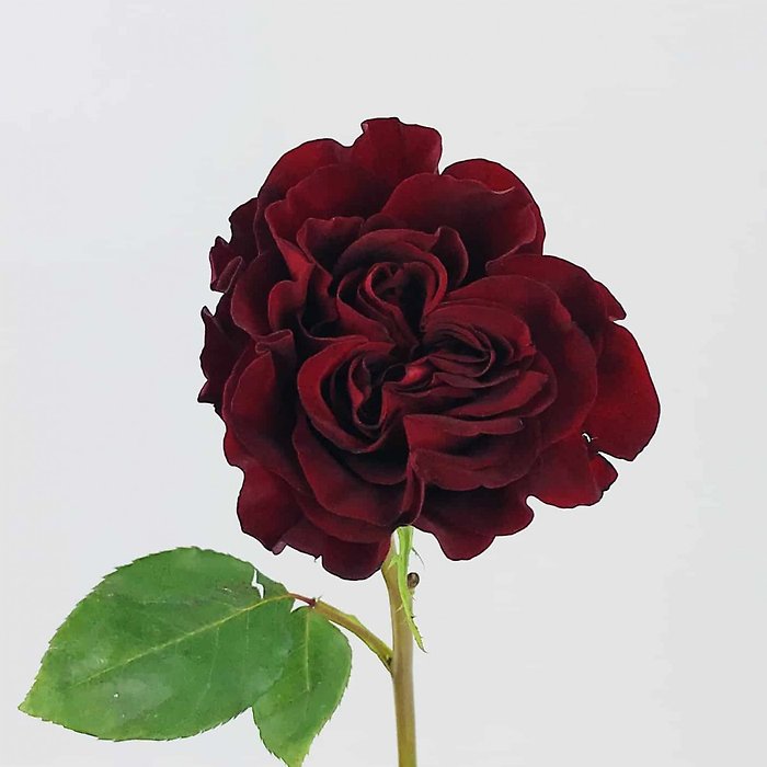 Hearts Roses- Dozen Vased
