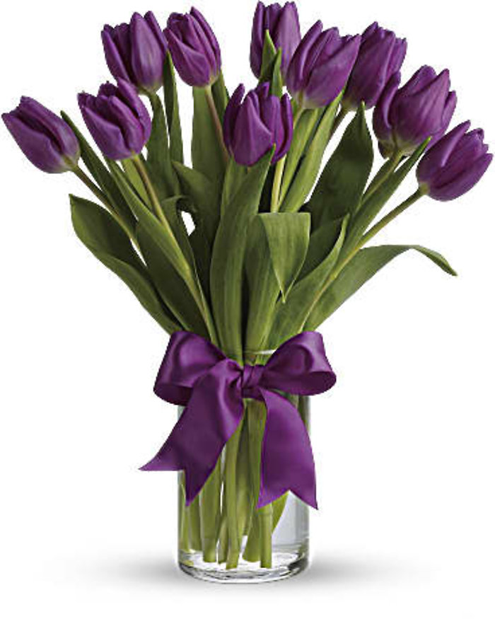 Tulips- Purple