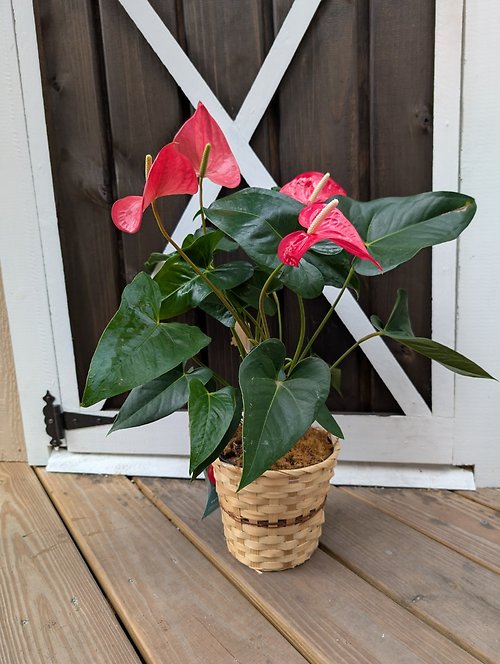 Anthurium Basket