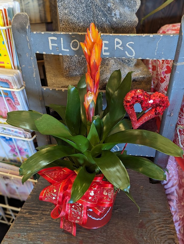 Bromeliad Love