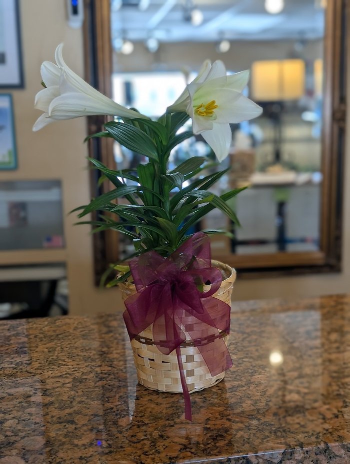 Easter Lily