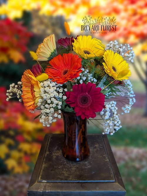 Golden Harvest Gerberas