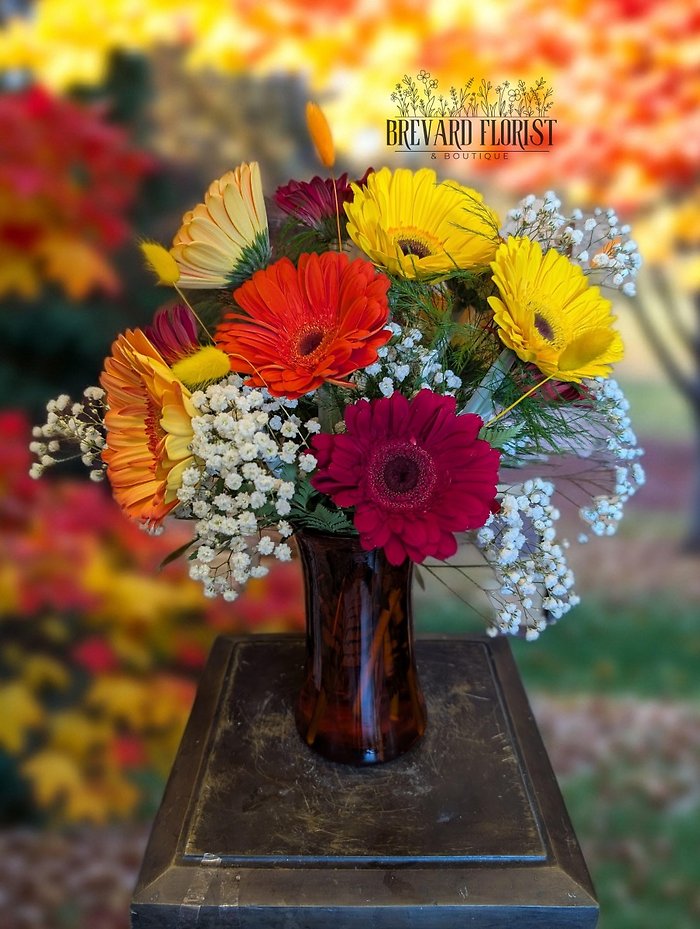 Golden Harvest Gerberas