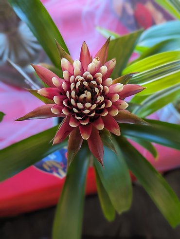 White-tipped Bromeliad